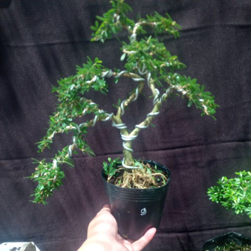 Linh sam 86 mini