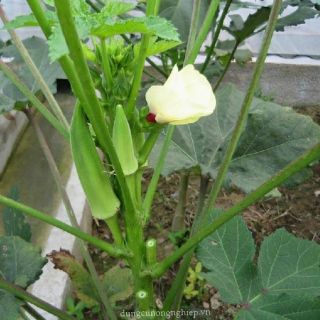40 hạt giống đậu bắp xanh