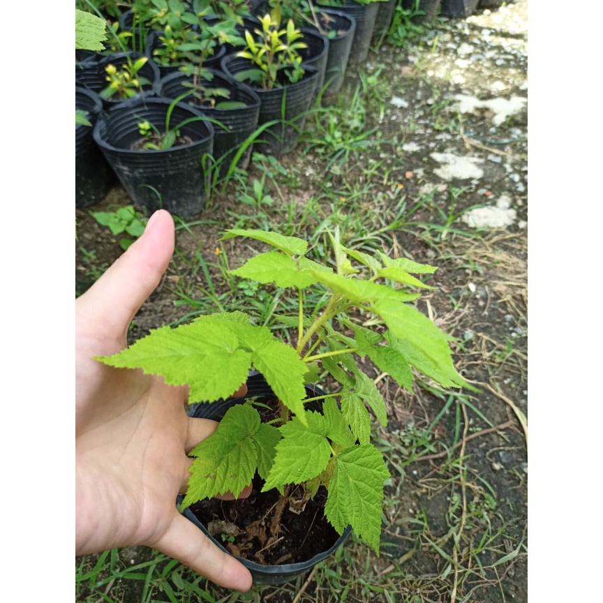 Chậu cây giống trái mâm xôi Vàng - Phúc Bồn Tử  - Cây cao 15-20cm đã trồng ổn định, sắp ra hoa