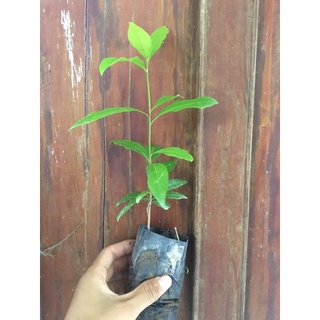 Mai vàng yên tử ( combo 10 cây )