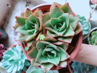 Chậu sen đá hoa hồng đen