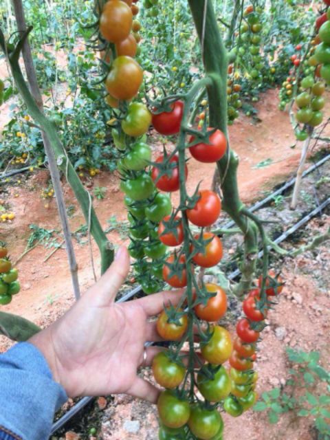 Dinh Dưỡng Thủy Canh NOVA ISA