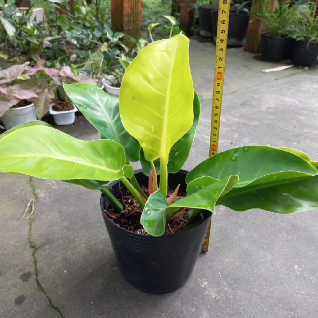 Trầu bà Đế vương vàng Bông Garden trang trí bàn làm việc, bàn học, góc phong, góc nhà