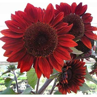 Gói 30 hạt giống hoa hướng dương đỏ dễ trồng