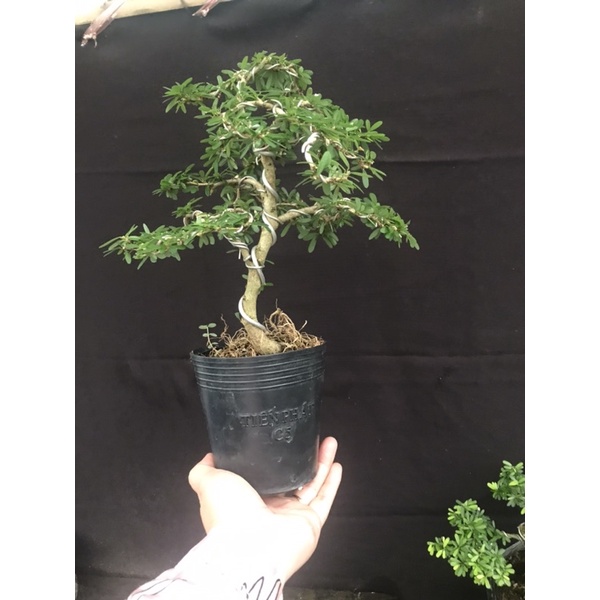 Linh sam 86 mini 180k 2 cây