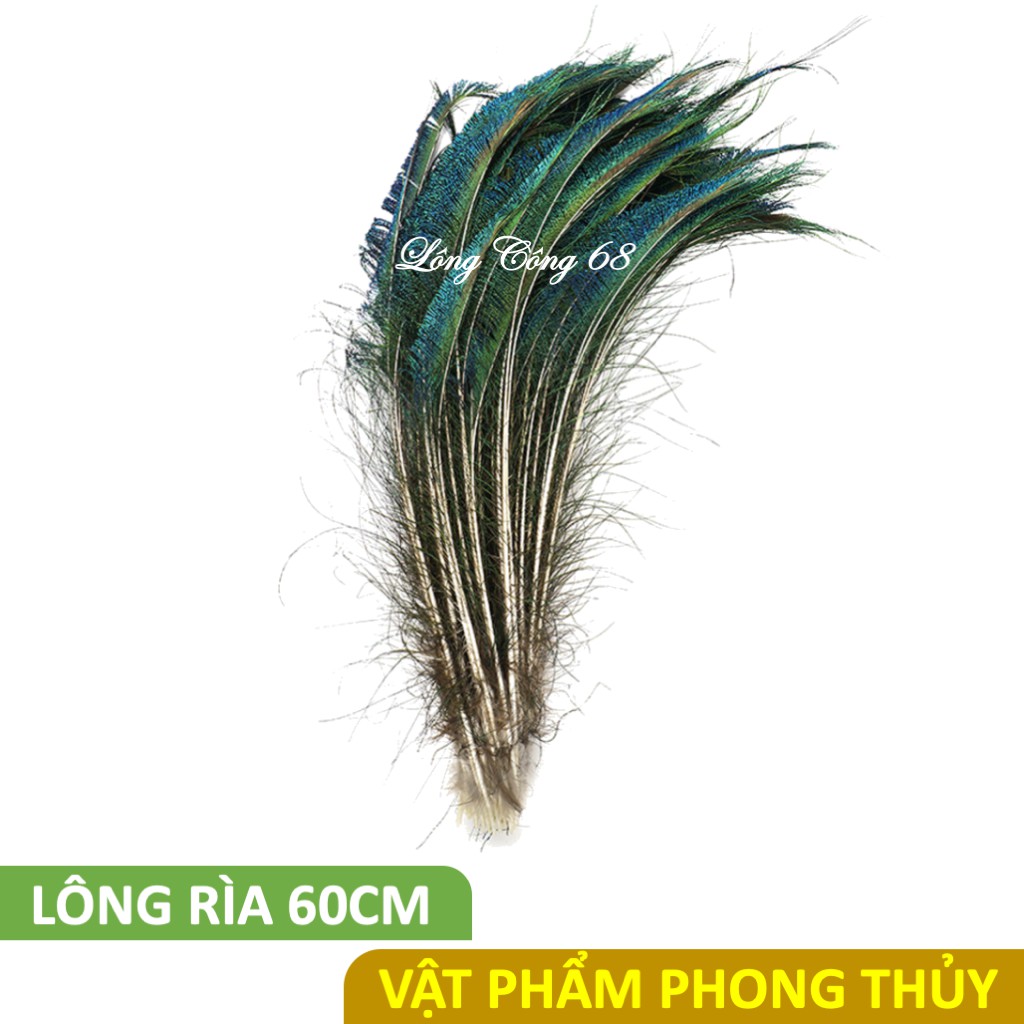 [HÀNG ĐẸP] Lông công phong thủy, lông rìa dài 60cm