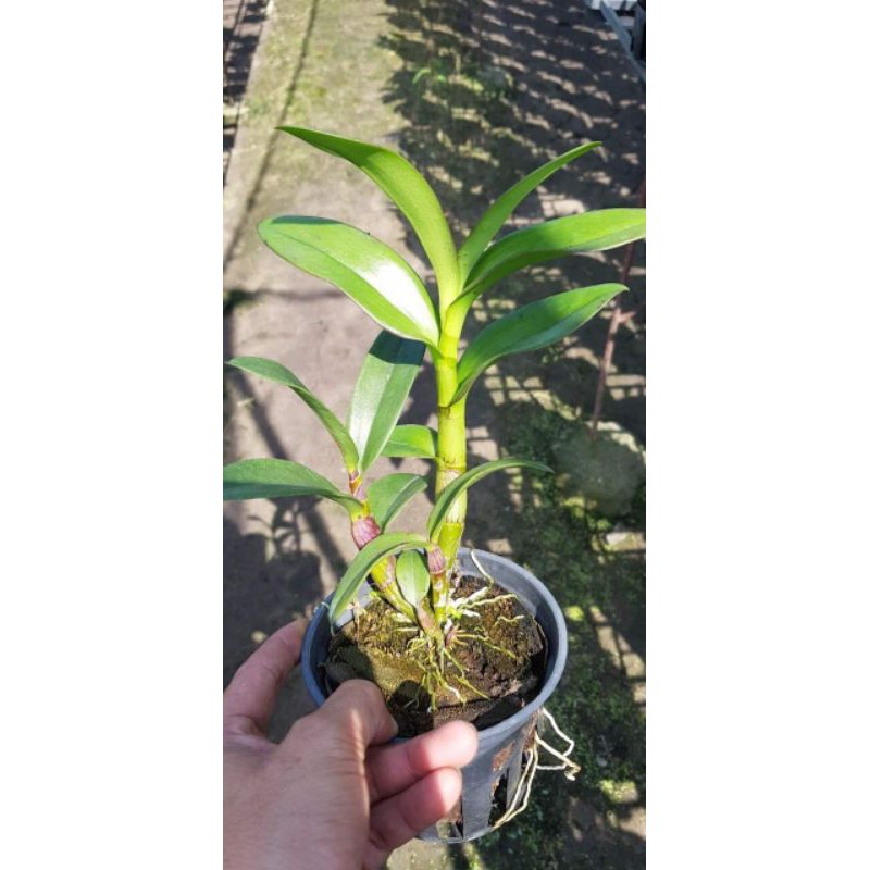 Hoa lan denro nắng quán long