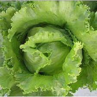 1 gram hạt giống xà lách cuộn tròn mỹ- iceberg lettuce