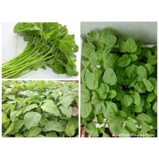 Combo 5 cây giống rau dền xanh 19k