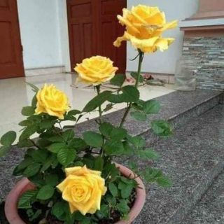 Hồng ngoai đu màu