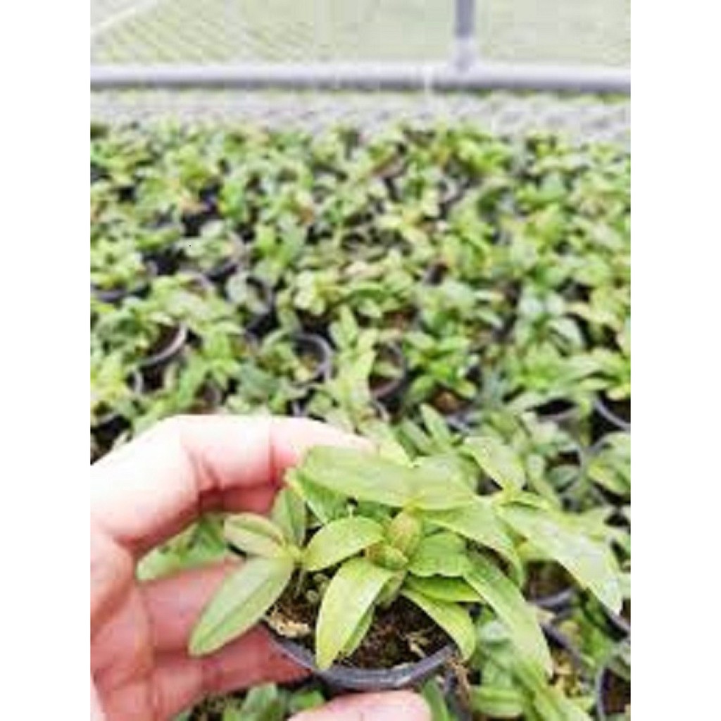Cốc phi điệp 5 cánh trắng PLEIKU (5ct)- hàng gieo hạt - hoa xổ số - hoa siêu đẹp