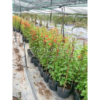 Cây Bông Giấy Hoa Đỏ