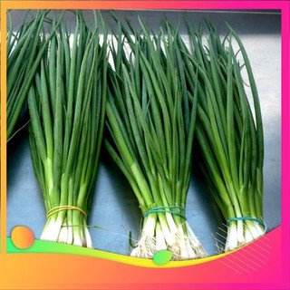 Hạt giống hành lá - 5 gram hạt vietgar