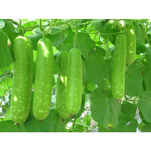 Hạt Giống Bầu Sao Trái Ngắn F1 CT02 - Gói 10 hạt