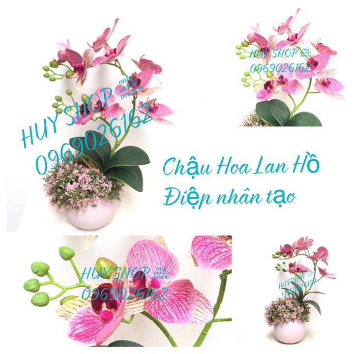 HOA LAN NHÂN TẠO - CHẬU HOA LAN HỒ ĐIỆP ĐỂ BÀN MINI