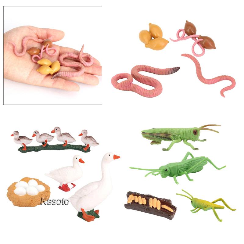 Mô Hình Côn Trùng Tự Nhiên Tăng Trưởng Chu Kỳ Sống Động