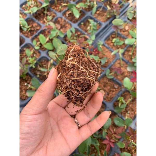 sét 5 khay ươm hạt 32 lỗ đk miệng 6cm cao 5,5cm