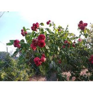 hạt giống hoa Hồng Leo