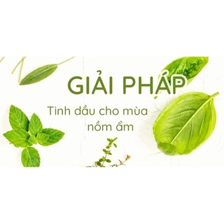 Tinh dầu tràm gió lọ 50ml