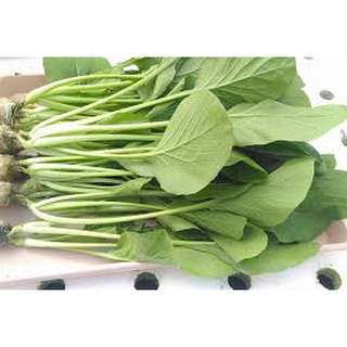 Hạt giống rau cải ngọt 20 gram