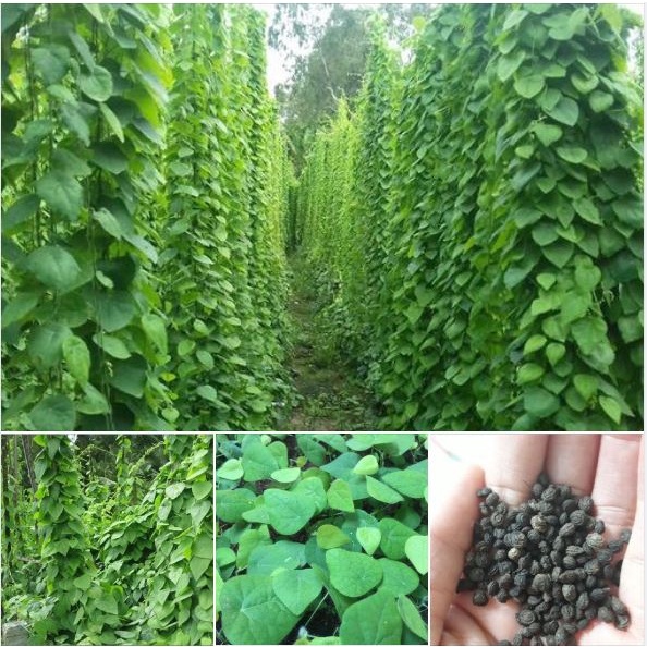Hạt giống sương sâm lông - rau củ quả trồng chậu,sân vườn ban công ngon giòn ngọt nảy mầm cao 10 hạt RADO406