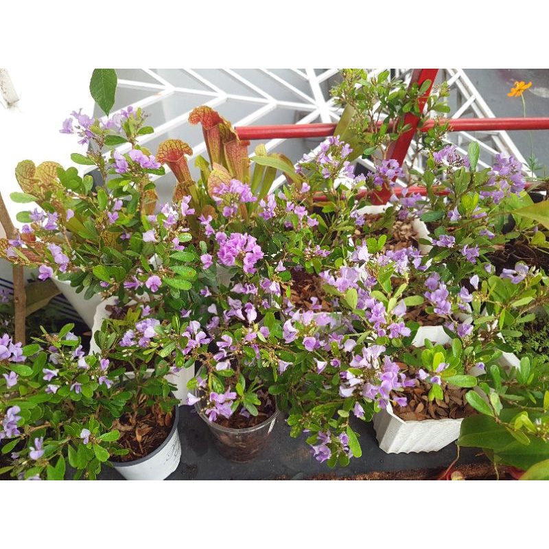 Cây linh sam 86 lá rí, tạo bonsai, siêu dễ trồng dễ