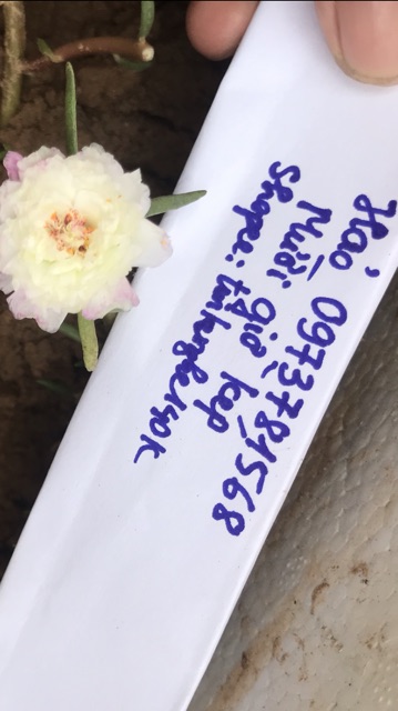 Cành hoa 10h màu mới và sam kép