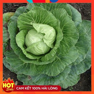 COMBO 2 gói hạt giống cải bắp baby F1 TẶNG 1 phân bón