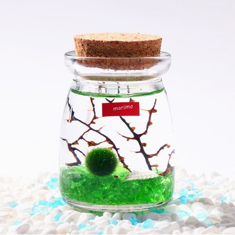 CẦU TẢO MARIMO (Thú cưng giới trẻ) - SL: 01