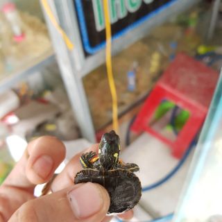 Vẽ phương tây size 2-3