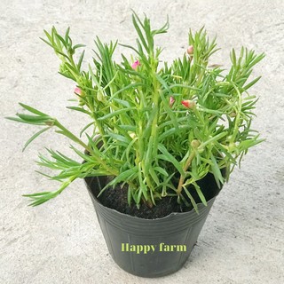 Chậu hoa mười giờ nhiều màu