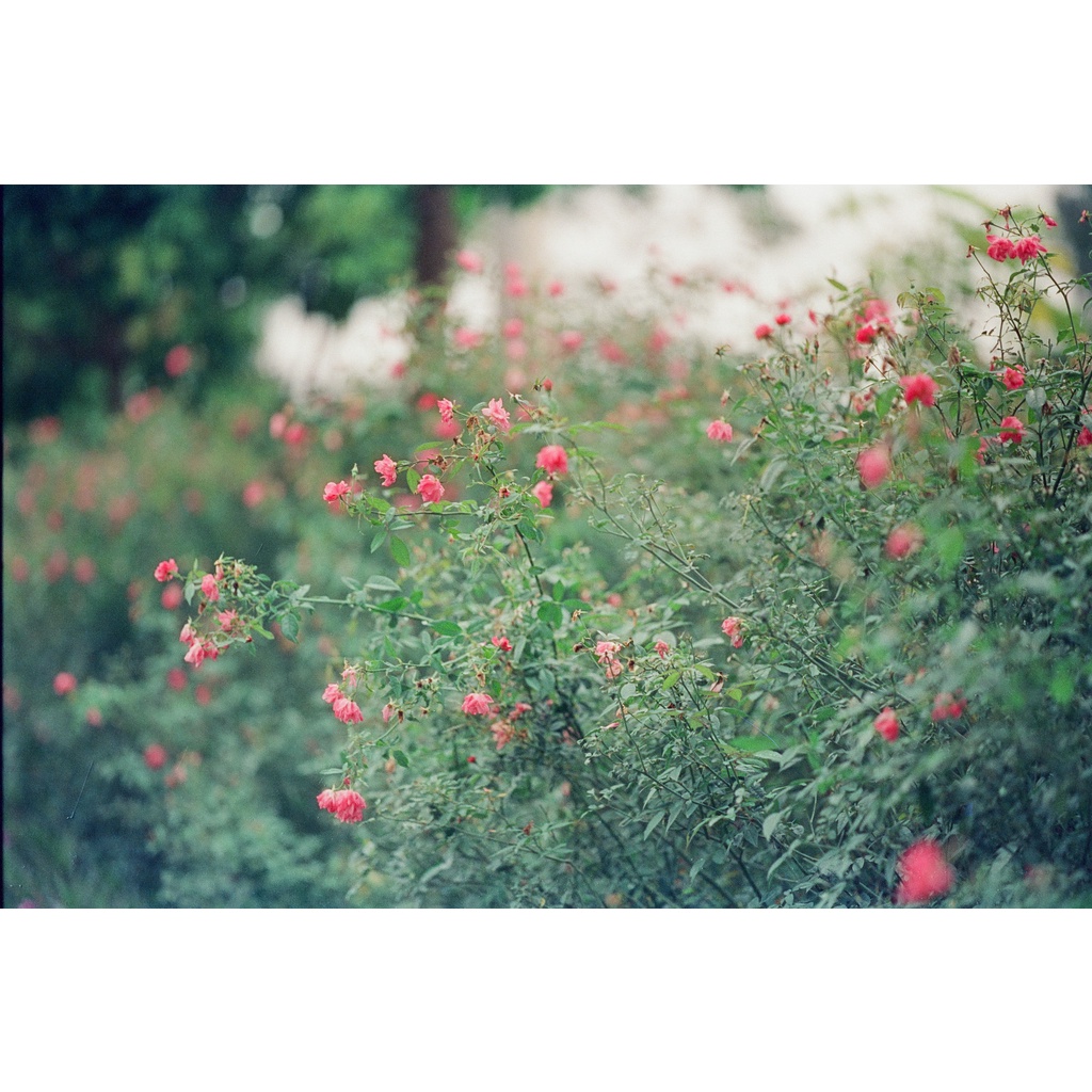 AegCine 500T - Film vision đã được tẩy than