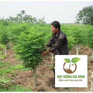 2g Hạt Giống Cây Chùm Ngây (Moringa oleifera)  FAMILY