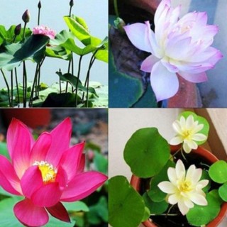 Hạt Giống Sen Nhật mini nhiều màu ( gói 10 hạt)