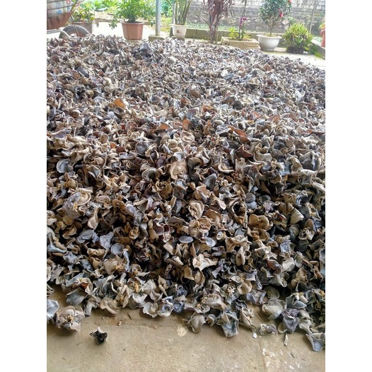 Mộc Nhĩ Khô Cao Bằng Túi 500G Sạch Thơm Ngon Đặc Sản Vùng Cao