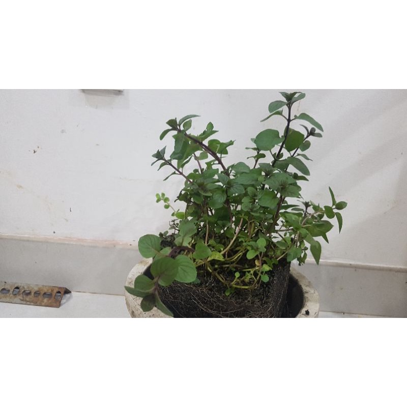 cây Bạc Hà Peppermint (1 chậu)