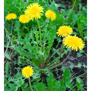 HẠT GIỐNG HOA BỒ CÔNG ANH 100 HẠT