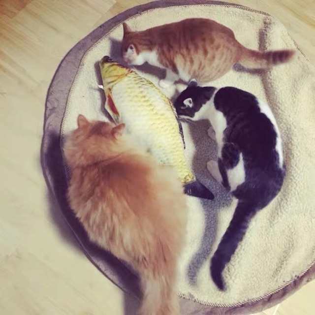 Cá nhồi bông canip cho mèo ( tặng kèm gói canip nhỏ)
