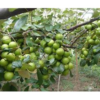 Cây táo Ngọt T5 giống mới Trái to, Ngọt năng suất cao