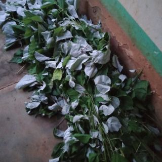 Lá gai khô 500g