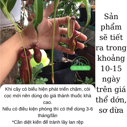 Thuốc tím diệt rệp Starkle G  chuyên dụng cho cây bắt mồi, sen đá, xương rồng, kiểng lá... I Ba Tri Nhỏ