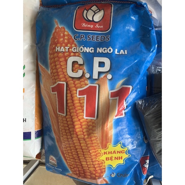Giống ngô CP 111