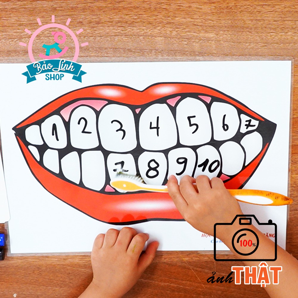 Học liệu mô hình hàm răng - Học chải răng - Hỗ trợ rèn vận động tinh - Hỗ trợ học số, chữ viết cho bé 2-5 tuổi