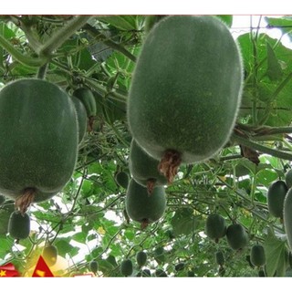 Hạt Giống Bí Xanh Đài Loan