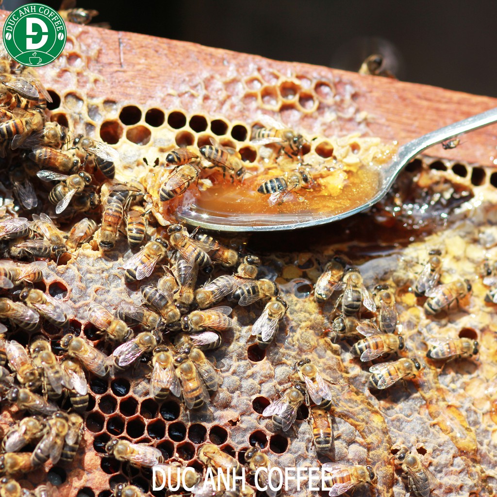 [đặc biệt] Mật ong hoa cà phê nguyên chất, hũ đựng thủy tinh thương hiệu DUC ANH COFFEE - mật ong chuẩn xuất khẩu