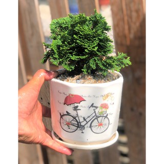 Chậu sứ cây trắc xoắn