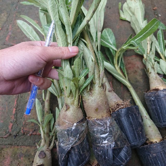 Cây giống Hoa Sứ Thái Cánh Kép