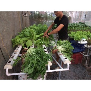 COMBO 2 CẶP DUNG DỊCH THỦY CANH HYDROUMAT V LOẠI 1