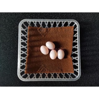 10 rổ đẻ cho chim bồ câu nhựa dẻo xịn