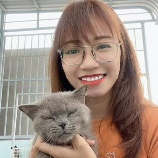 Halopetshop -Mèo Anh Lông Ngắn